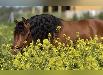 PRE, Gelding, 4 years, 15.2 hh, Brown