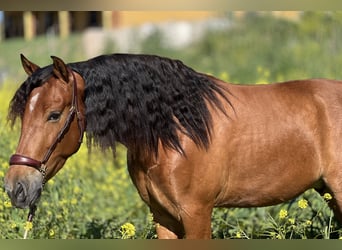 PRE, Gelding, 4 years, 15.2 hh, Brown