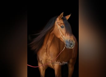 PRE, Gelding, 4 years, 15.2 hh, Brown
