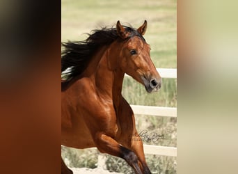PRE, Gelding, 4 years, 15.2 hh, Brown