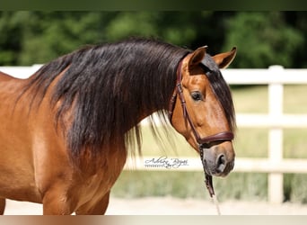 PRE, Gelding, 4 years, 15.2 hh, Brown