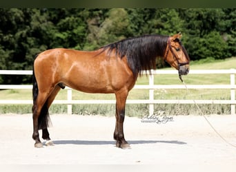 PRE, Gelding, 4 years, 15.2 hh, Brown
