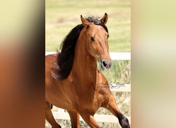 PRE, Gelding, 4 years, 15.2 hh, Brown
