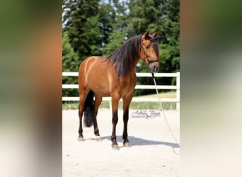 PRE, Gelding, 4 years, 15.2 hh, Brown
