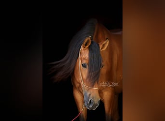PRE, Gelding, 4 years, 15.2 hh, Brown