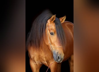 PRE, Gelding, 4 years, 15.2 hh, Brown