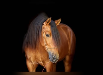 PRE, Gelding, 4 years, 15.2 hh, Brown