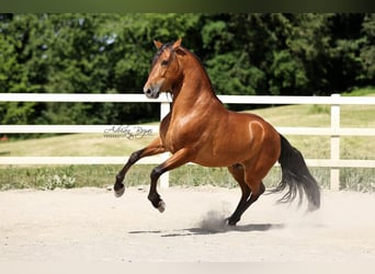 PRE, Gelding, 4 years, 15.2 hh, Brown