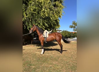 PRE Mix, Gelding, 4 years, 15.2 hh, Brown