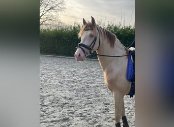 PRE Mix, Wallach, 4 Jahre, 15,2 hh, Cremello