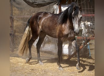 PRE, Gelding, 4 years, 15,2 hh, Gray