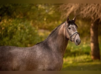 PRE Mix, Gelding, 4 years, 15,2 hh, Gray-Dapple