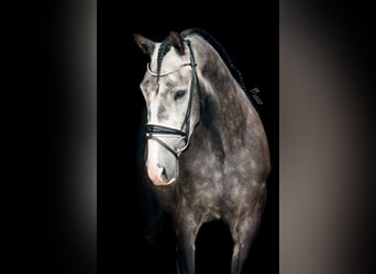 PRE, Gelding, 4 years, 15,2 hh, Gray-Dark-Tan