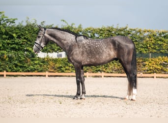 PRE, Gelding, 4 years, 15,2 hh, Gray-Dark-Tan