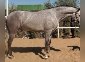PRE Mix, Gelding, 4 years, 15.2 hh, Grey