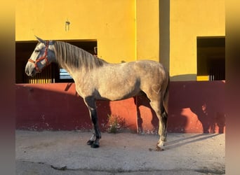 PRE Mix, Gelding, 4 years, 15.2 hh, Grey