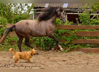 PRE, Gelding, 4 years, 15.2 hh, Grey