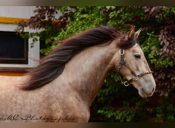PRE, Gelding, 4 years, 15.2 hh, Grey