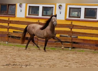 PRE, Gelding, 4 years, 15.2 hh, Grey