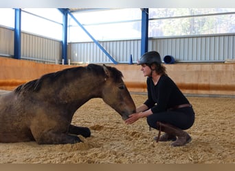 PRE Mix, Gelding, 4 years, 15.3 hh, Brown Falb mold