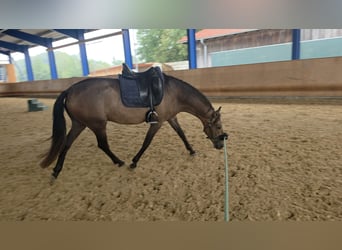 PRE Mix, Gelding, 4 years, 15.3 hh, Brown Falb mold