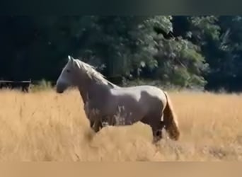 PRE Mix, Gelding, 4 years, 15.3 hh, Grey-Blue-Tan
