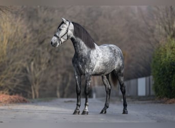 PRE, Gelding, 4 years, 15.3 hh, Grey-Dapple