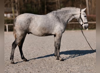 PRE Mix, Gelding, 4 years, 15 hh, Grey