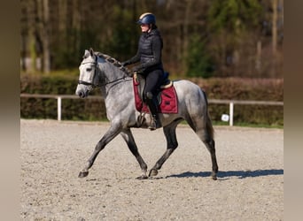 PRE Mix, Gelding, 4 years, 15 hh, Grey