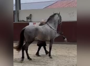 PRE Mix, Gelding, 4 years, 15 hh, Grey