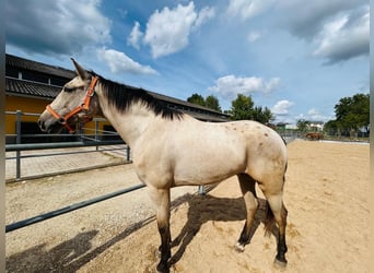 PRE Mix, Gelding, 4 years, 15 hh, Leopard-Piebald