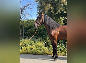 PRE Mix, Gelding, 4 years, 15,1 hh, Brown