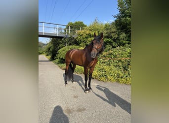 PRE Mix, Gelding, 4 years, 15,1 hh, Brown