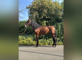 PRE Mix, Gelding, 4 years, 15,1 hh, Brown