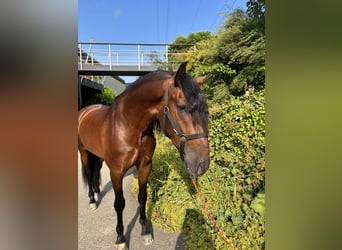 PRE Mix, Gelding, 4 years, 15,1 hh, Brown