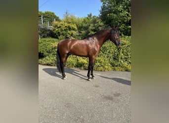 PRE Mix, Gelding, 4 years, 15,1 hh, Brown