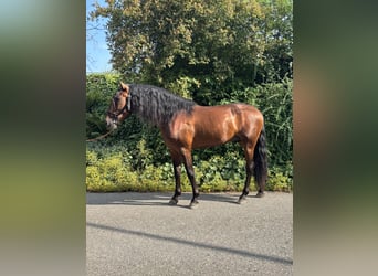 PRE Mix, Gelding, 4 years, 15,1 hh, Brown