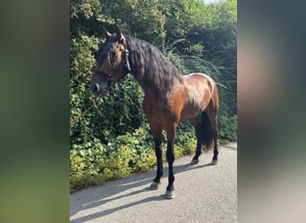 PRE Mix, Gelding, 4 years, 15,1 hh, Brown