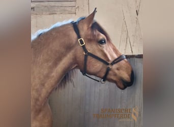 PRE Mix, Gelding, 4 years, 15,1 hh, Dun
