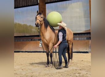 PRE, Gelding, 4 years, 15,1 hh, Dun