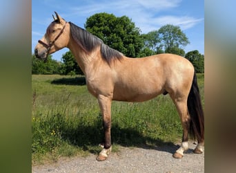 PRE, Gelding, 4 years, 15,1 hh, Dun