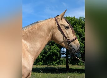 PRE, Gelding, 4 years, 15,1 hh, Dun