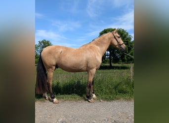 PRE Mix, Gelding, 4 years, 15,1 hh, Dun