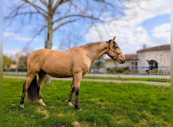 PRE, Gelding, 4 years, 15,1 hh, Dun