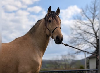 PRE, Gelding, 4 years, 15,1 hh, Dun