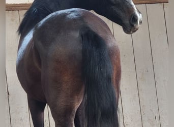 PRE Mix, Gelding, 4 years, 15,1 hh, Gray-Dark-Tan