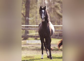 PRE Mix, Gelding, 4 years, 15,1 hh, Gray-Dark-Tan