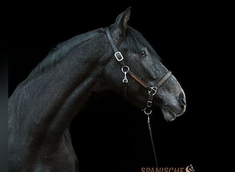PRE Mix, Gelding, 4 years, 15,1 hh, Gray-Dark-Tan