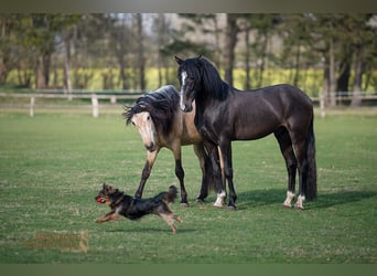PRE Mix, Gelding, 4 years, 15,1 hh, Gray-Dark-Tan