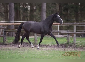 PRE Mix, Gelding, 4 years, 15,1 hh, Gray-Dark-Tan